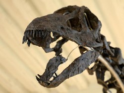 Penelitian Ungkap Ada Interaksi Manusia Purba dengan Dinosaurus
