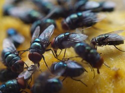 Timun Jadi Bahan Alami untuk Usir Lalat dari Rumah, Begini Caranya