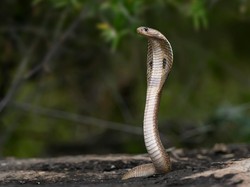 5 Penyebab Ular King Cobra Muncul di Pemukiman Warga, Apa Saja?