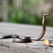 Waspada, 7 Tanaman Ini Bisa Mengundang Ular ke Area Rumah