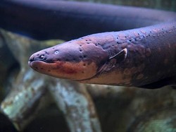 Benarkah Belut Listrik Itu Sama dengan Ikan Lele? Cek Fakta Menariknya!