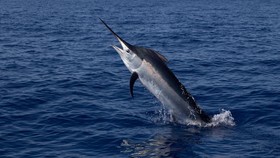 Selancar di Kepulauan Mentawai, Turis Italia Tewas Tertusuk Ikan Todak