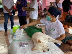 PDHI Bali Gelar Vaksinasi Rabies dan Sterilisasi Gratis di Gianyar
