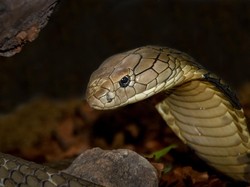 Benarkah Telur Ular King Cobra Menetas di Musim Hujan? Yuk Waspada!