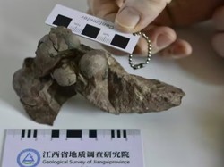 Ilmuwan Ungkap Isi Fosil Telur Dinosaurus Terkecil di China