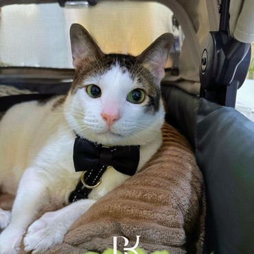 Ini Deretan Hadiah yang Diterima Bobby Kucing Prabowo, Mulai dari Boneka hingga Rumah