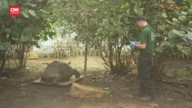 VIDEO: Momen Kura-kura Galapagos di London Jalani Timbang Berat Badan