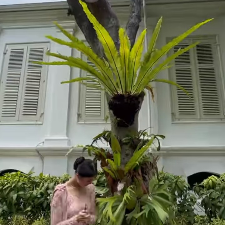 <p>Saat pelantikan sang Ayah, Agus Harimurti Yudhoyono sebagai Menteri Koordinator Bidang Infrastruktur dan Pembangunan Kewilayahan, gadis yang akrab disapa Aira ini mampir untuk menengok pohon yang ditanam sang nenek di halaman istana. Penanaman pohon ini dilakukan karena Ani Yudhoyono memiliki kebiasaan untuk menanam pohon setiap kelahiran sang cucu. (Foto: Instagram: @annisayudhoyono)</p>