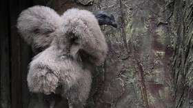FOTO: Kepak Sayap Perdana Burung Kondor Andes Hasil Inkubasi Buatan