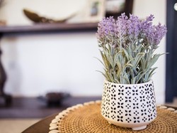 Benarkah Lavender Ampuh Mengusir Nyamuk? Ini Kata Ahli