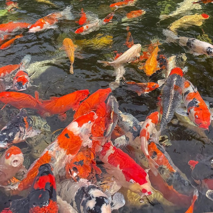 <p>Selain mengunggah potret makanan, Irish juga menyelipkan pemandangan alam. Seperti potret kolam ikan yang dikelilingi pohon hijau berikut ini. (Foto: Instagram@_irishbella_)</p>
