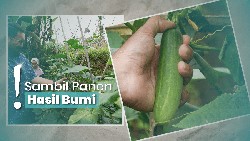 img-title Niis di Kampung Tajur Purwakarta, Menginap di Suasana Pedesaan