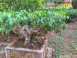 Penampakan Pohon Teh Berusia Seabad Hasil Tanam RE Kerkhoven