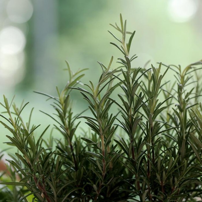 Rosemary/ Foto : Freepik/ Racool_Studio