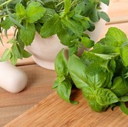 5 Tanaman Herbal yang Mudah Ditanam di Rumah, Tak Sekadar Cantik Tapi Bermanfaat!