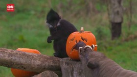 VIDEO: Pesta Halloween Hewan-hewan di Kebun Binatang Inggris