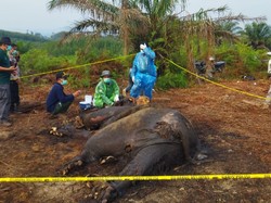 Gading-Belalai Gajah Sumatera yang Mati di Hutan Konsesi Jambi Tak Ditemukan