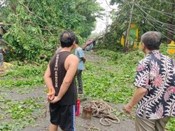 Akses Jalan di Muara Enim yang Tertutup Pohon Tumbang Sudah Bisa Dilalui