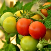 Mengapa Tomat yang Ditanam Tidak Berubah Warna Menjadi Merah dan Tetap Hijau? Ini Alasannya!