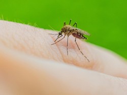 Waspada Malaria! Ini 4 Cara Ampuh Cegah Nyamuk Masuk ke Rumah
