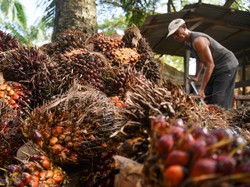 537 Pengusaha Sawit Tak Punya HGU, Bagian dari Pengemplang Pajak Rp 300 T?