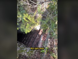 TikToker Temukan Tangga ke Bawah Tanah di Tengah Hutan, Isinya Aneh