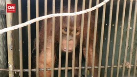VIDEO: Masuk Kebun Sawit Warga, Induk dan Anak Orang Utan Dievakuasi