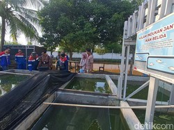 Kolaborasi Apik Mencegah Kepunahan Ikan Belida di Sungai Musi