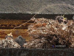 Mengenal Tari Barong Brutuk yang Hanya Ada di Desa Trunyan Kintamani