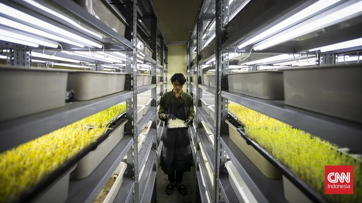 FOTO: Budidaya Sayur Mini Microgreen dalam Ruang
