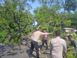 Seorang Mahasiswi Tewas Tertimpa Pohon Tumbang di Magetan
