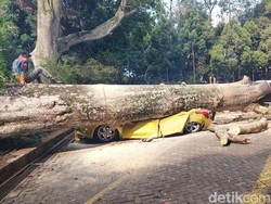 Cerita Mahfud, Mobilnya Ringsek Tertimpa Pohon Raksasa di Lembang