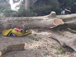 Pohon Raksasa Timpa Kendaraan Pengunjung Farm House Lembang