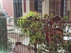 Ahli Jelaskan Penyebab Koloni Tikus Serang Permukiman Warga di Karawang
