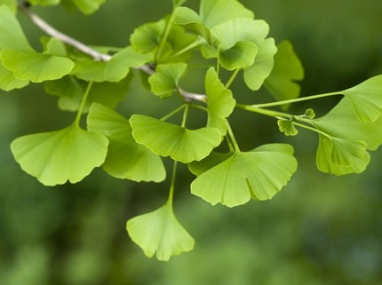 7 Tanaman Herbal untuk Menjaga Kesehatan Mata, Yuk Tanam di Rumah