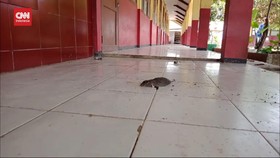VIDEO: Viral, Ratusan Tikus Serbu Desa di Karawang