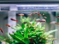 8 Ikan Pembersih Akuarium Selain Sapu-sapu, Ada Pemakan Alga!