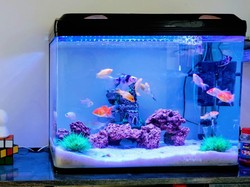 Jangan Langsung Pakai Air Keran untuk Akuarium Ikan di Rumah, Berisiko!