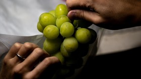 Bagaimana Cara Memilih Anggur Shine Muscat yang Tepat?