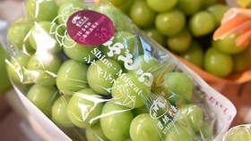 Mengenal Anggur Shine Muscat, Buah Premium asal Jepang
