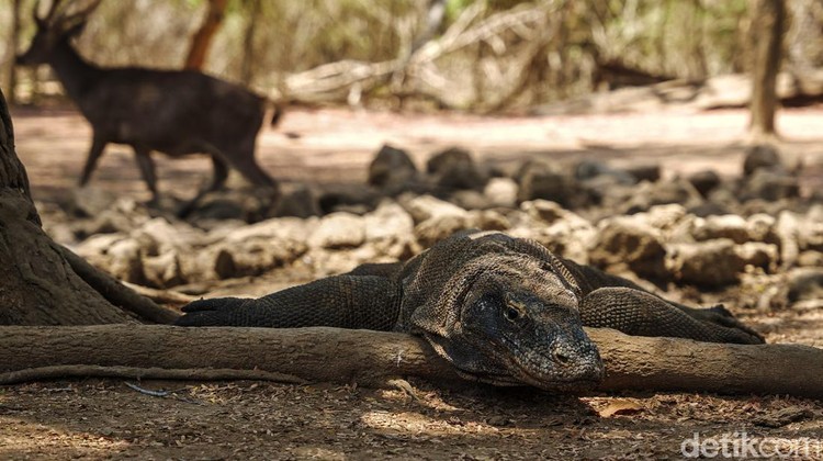 Komodo merupakan reptil yang hidup sejak zaman prasejarah&period; Kadal raksasa ini memiliki habitat di Taman Nasional Komodo&comma; NTT&period;
