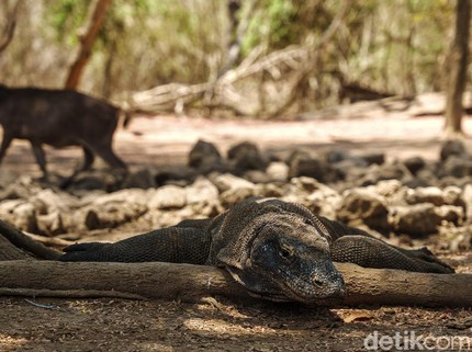 Taman Nasional Komodo Dinobatkan Jadi Tempat Terindah Ke-2 di Dunia, Peringkat Pertama Curi Perhatian