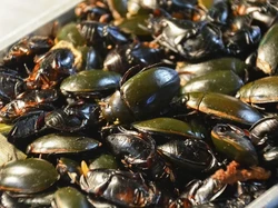 Selain Buaya, Ini 7 Makanan Ekstrem Thailand yang Menyeramkan