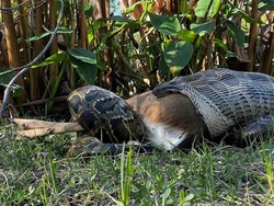 Misteri Ular Piton Makan Mangsa Utuh-utuh Terungkap