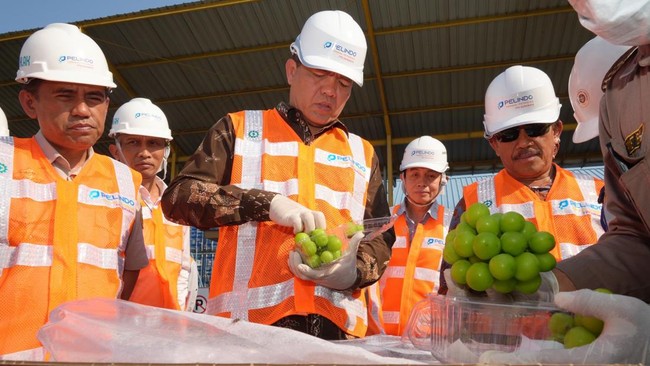 Badan Karantina Indonesia (Barantin) memperketat pengawasan karantina buntut temuan kontaminasi residu pestisida pada anggur Shine Muscat di Thailand.