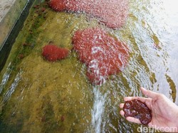 Cerita Mantan Satpam di Bantul Panen Cuan Bisnis Cacing Sutra