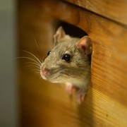 5 Aroma yang Paling Ampuh Usir Tikus dari Rumah, Bukan Perangkap atau Bahan Kimia!