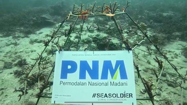 PNM bekerja sama dengan organisasi pecinta lingkungan laut, Sea Soldier, menanam 600 bibit terumbu karang di Pantai Wisata Morella, Maluku.