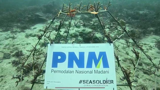 PNM Gandeng Pemuda Lakukan Konservasi Terumbu Karang di Ambon