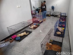 Kisah Pecinta Anabul Magelang Ditemukan Simpan Bangkai Belasan Kucing di Rumah